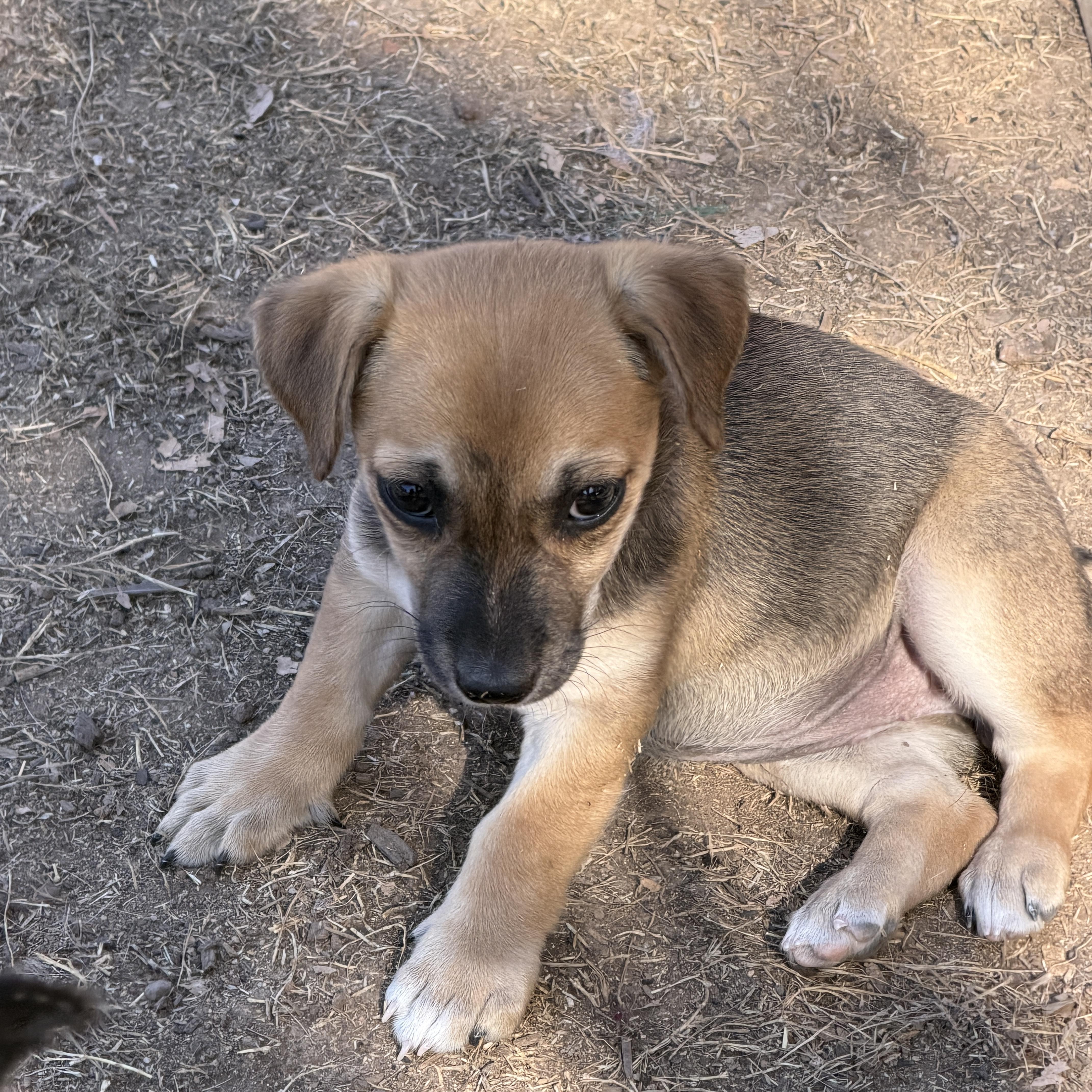 Enlarge Lyra , a ADOPTABLE mixed breed in Gilbert, AZ image 2/6