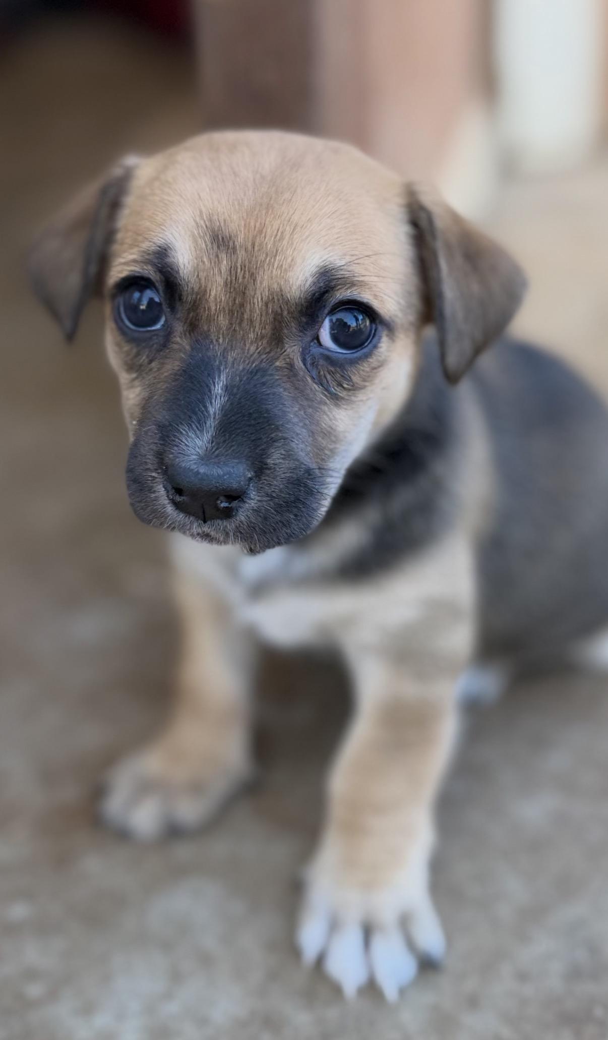 Enlarge Lyra , a ADOPTABLE mixed breed in Gilbert, AZ image 6/6