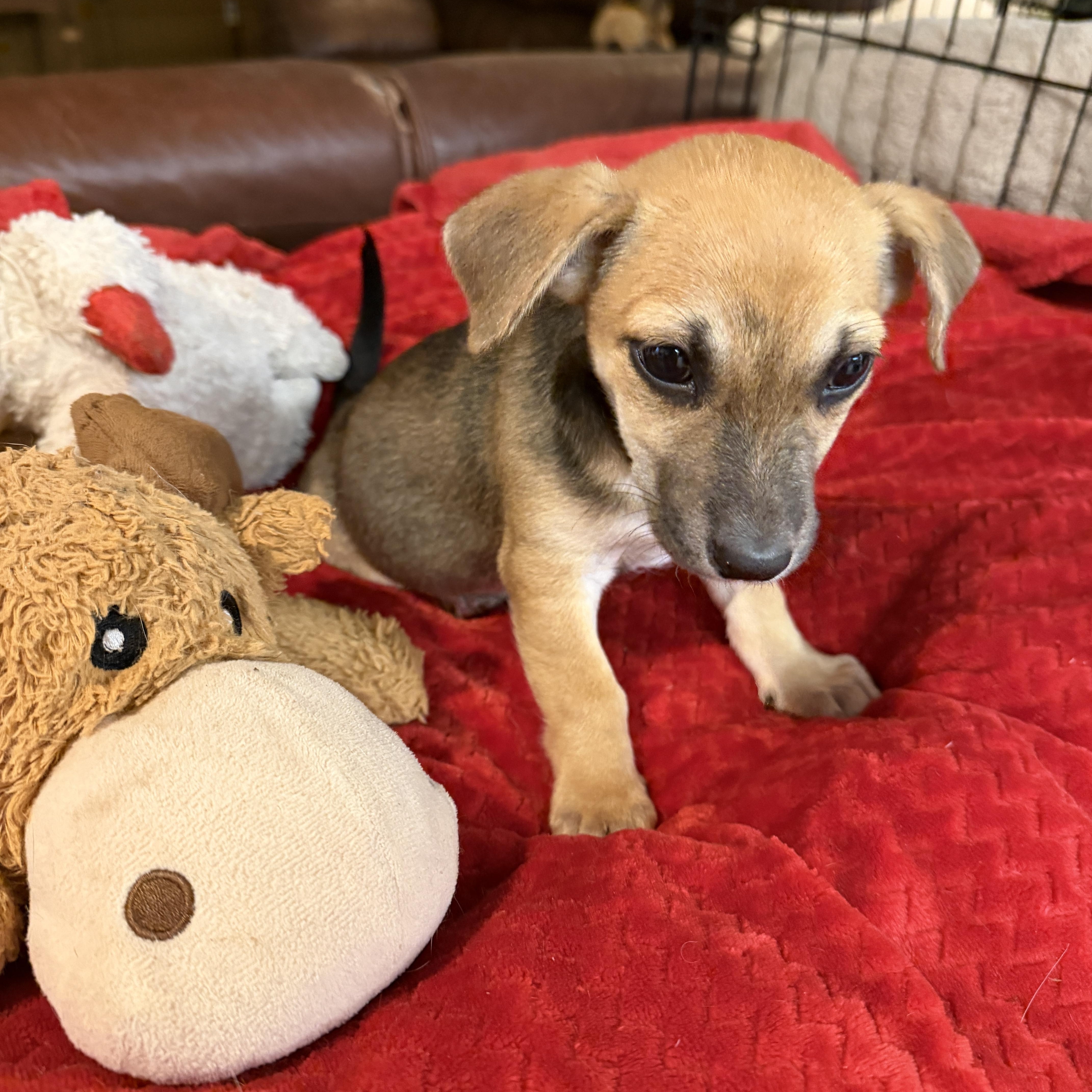 Enlarge Lyra , a ADOPTABLE mixed breed in Gilbert, AZ image 5/6