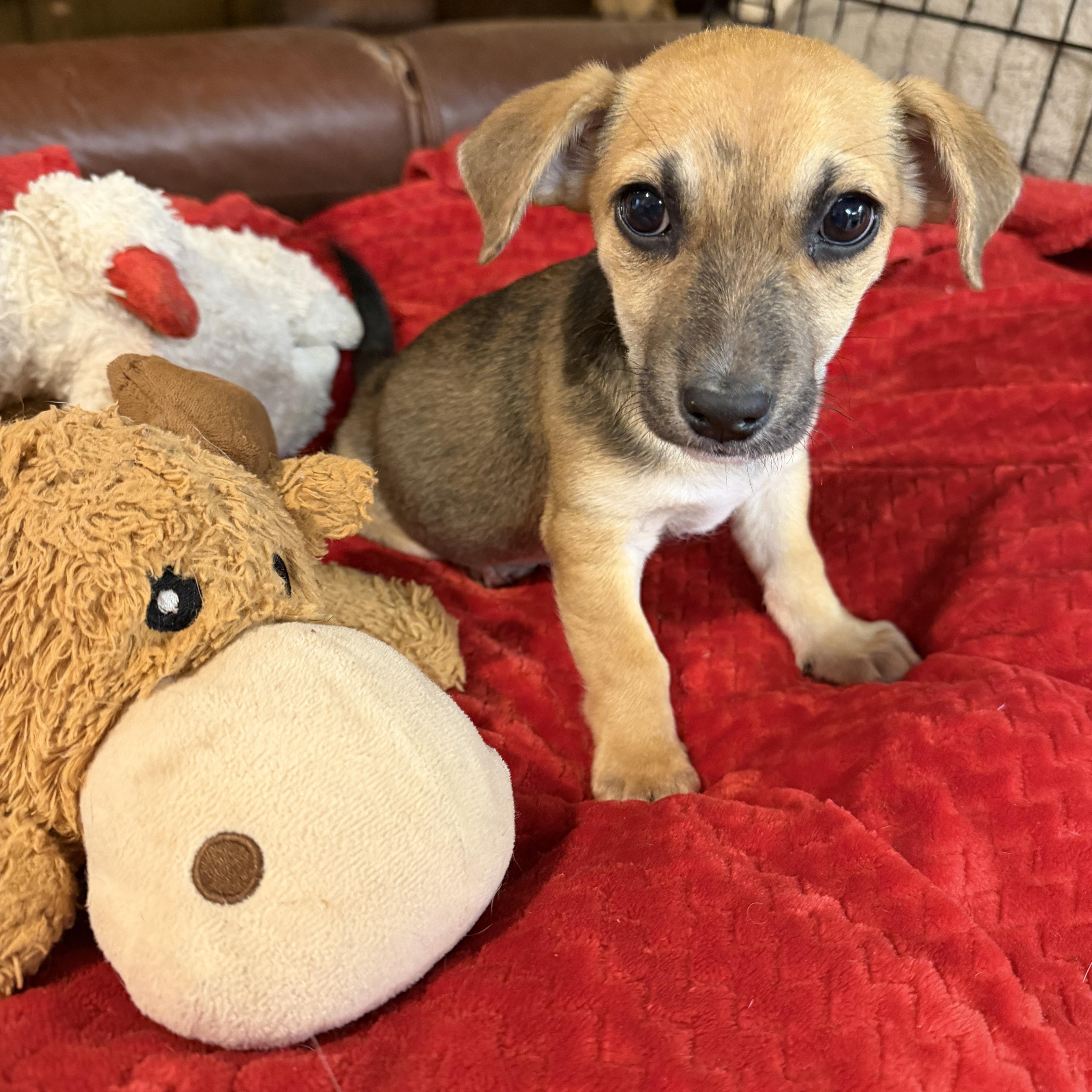 Lyra , ADOPTABLE, Puppy Female Corgi & Shepherd.