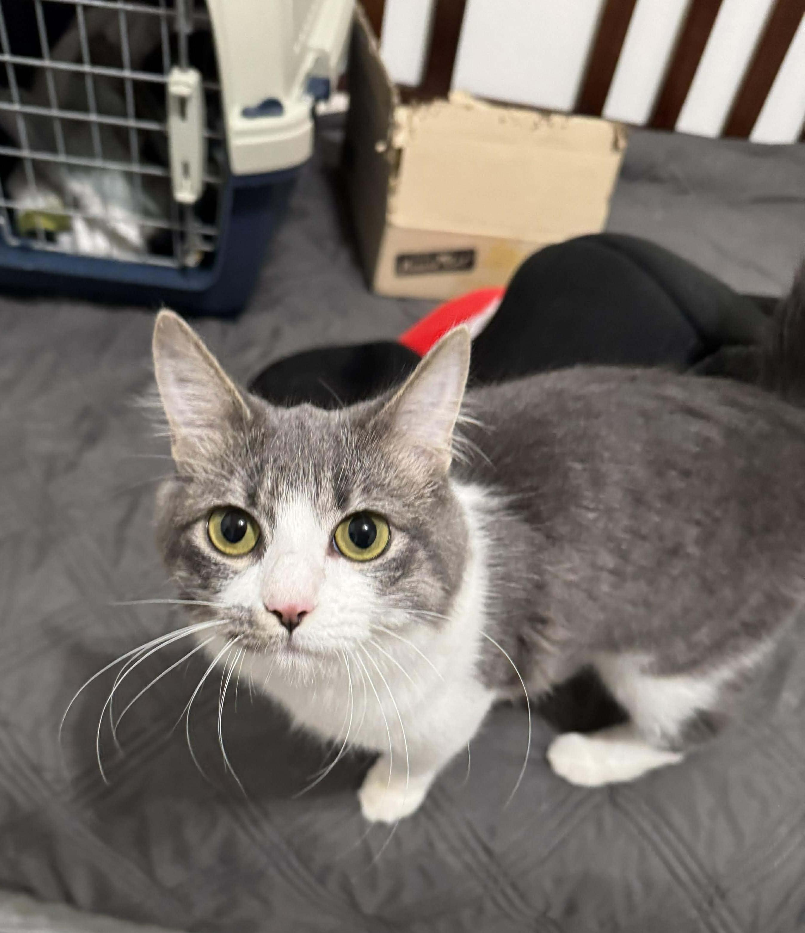 Enlarge Quinoa - Playful and friendly, a Adoptable Domestic Medium Hair in Racine, WI image 1/2