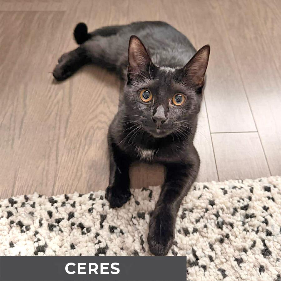 Enlarge Ceres, a ADOPTABLE Domestic Short Hair in Etobicoke, ON image 3/6