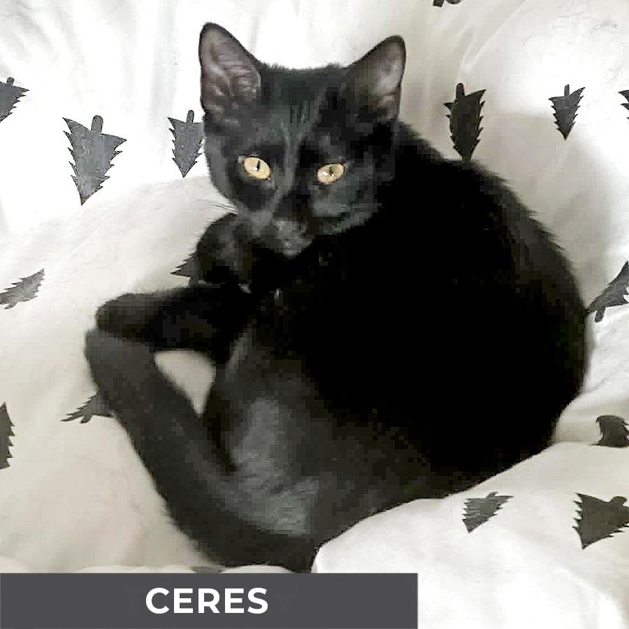 Enlarge Ceres, a ADOPTABLE Domestic Short Hair in Etobicoke, ON image 4/6