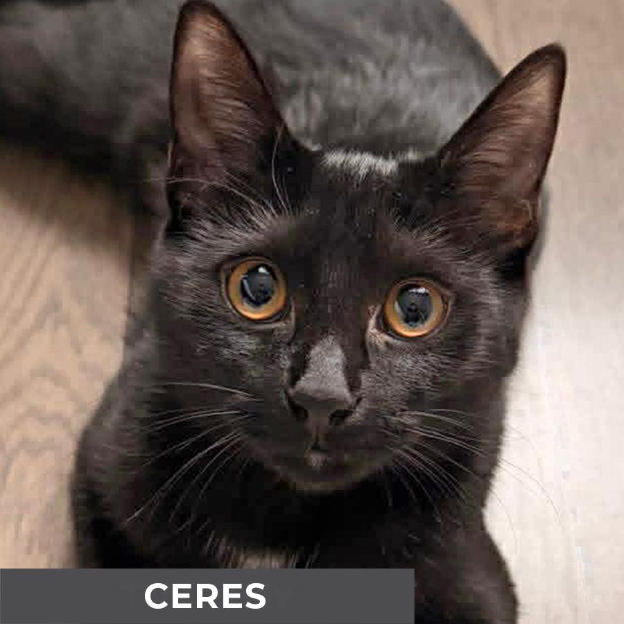 Enlarge Ceres, a ADOPTABLE Domestic Short Hair in Etobicoke, ON image 1/6