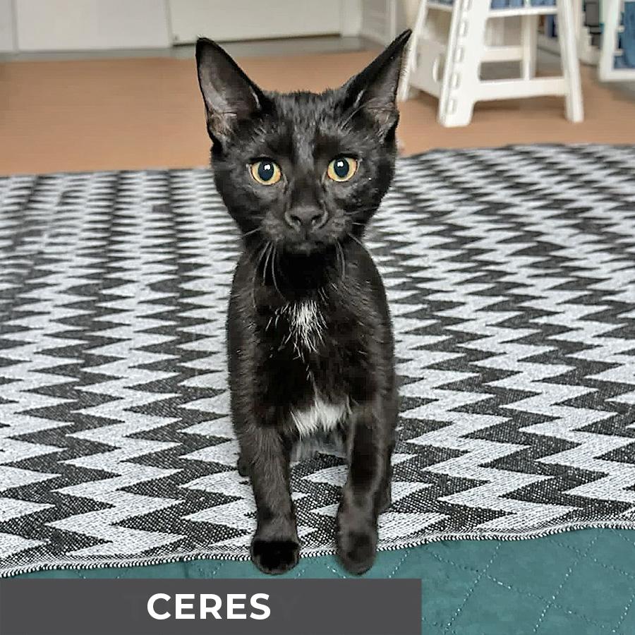 Enlarge Ceres, a ADOPTABLE Domestic Short Hair in Etobicoke, ON image 2/6