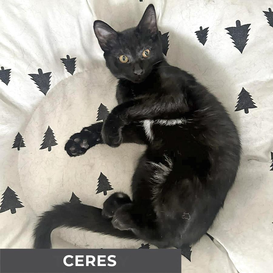 Enlarge Ceres, a ADOPTABLE Domestic Short Hair in Etobicoke, ON image 6/6