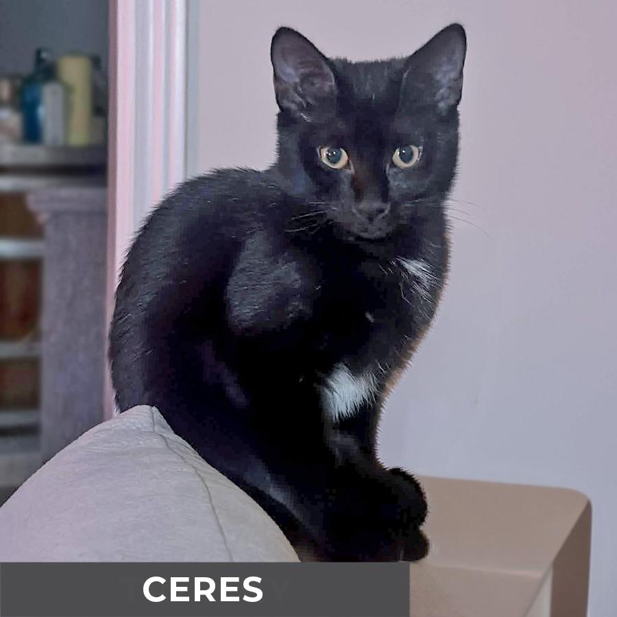 Enlarge Ceres, a ADOPTABLE Domestic Short Hair in Etobicoke, ON image 5/6