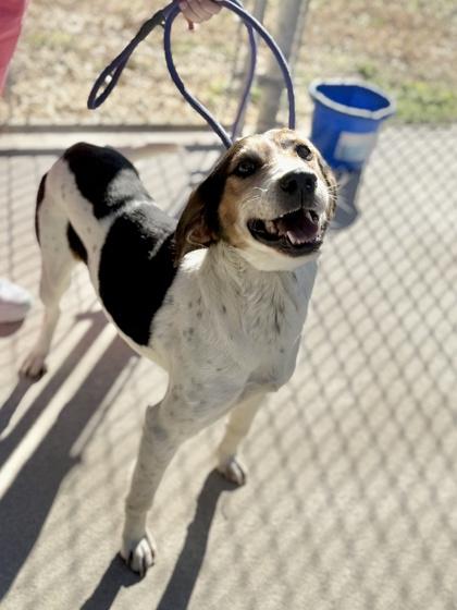 Cupid, Adoptable, Adult Male Hound & Mixed Breed.