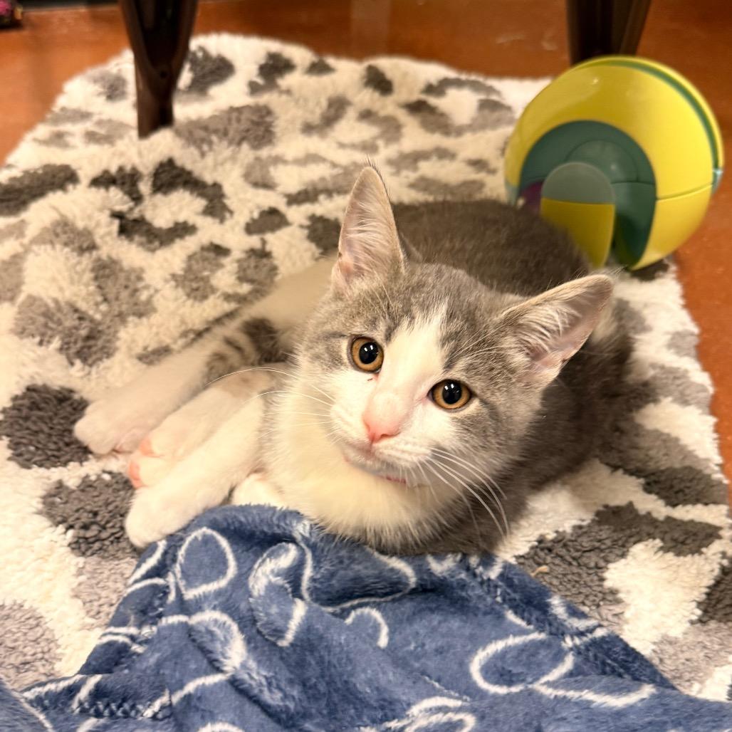 Enlarge Veronica, a Adoptable Domestic Short Hair in Santa Barbara, CA image 1/3