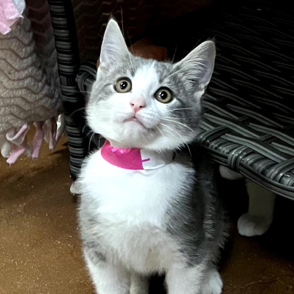 Enlarge Veronica, a Adoptable Domestic Short Hair in Santa Barbara, CA image 2/3