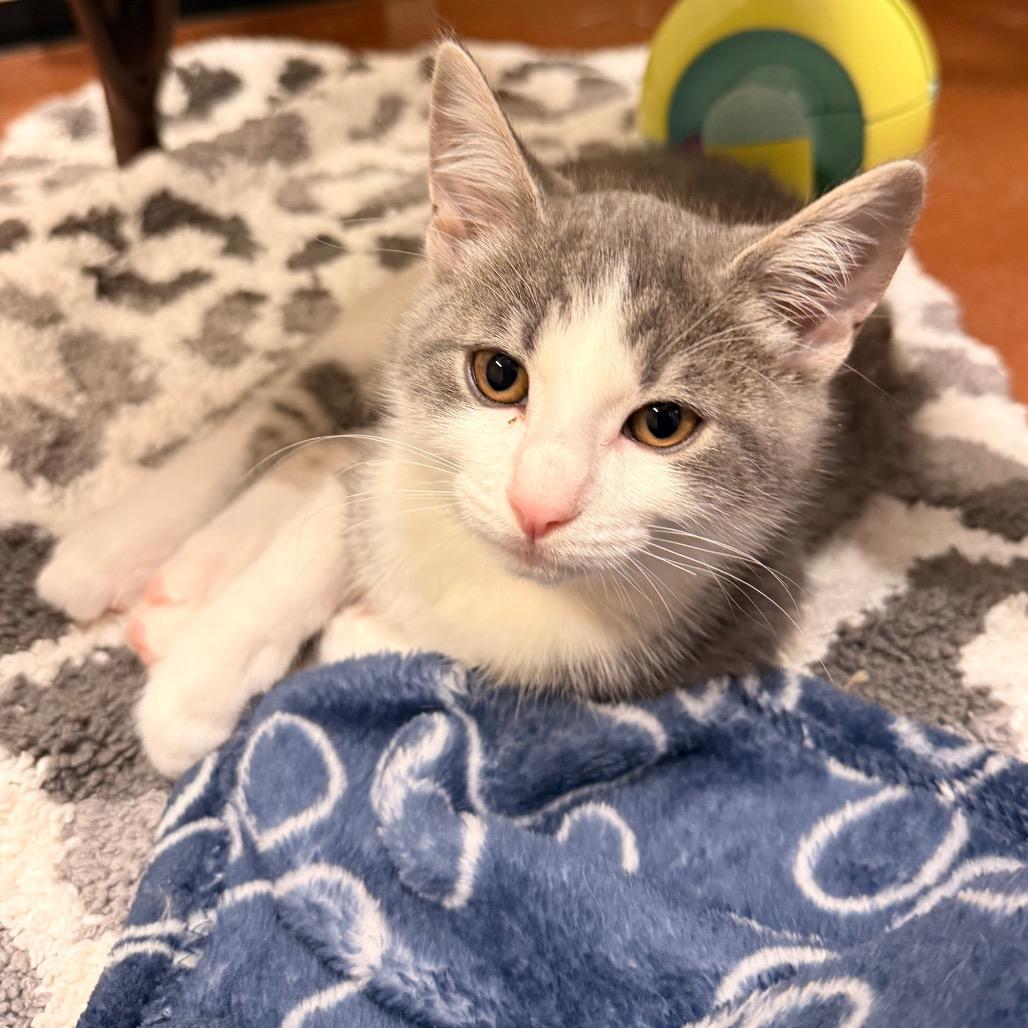 Enlarge Veronica, a Adoptable Domestic Short Hair in Santa Barbara, CA image 3/3