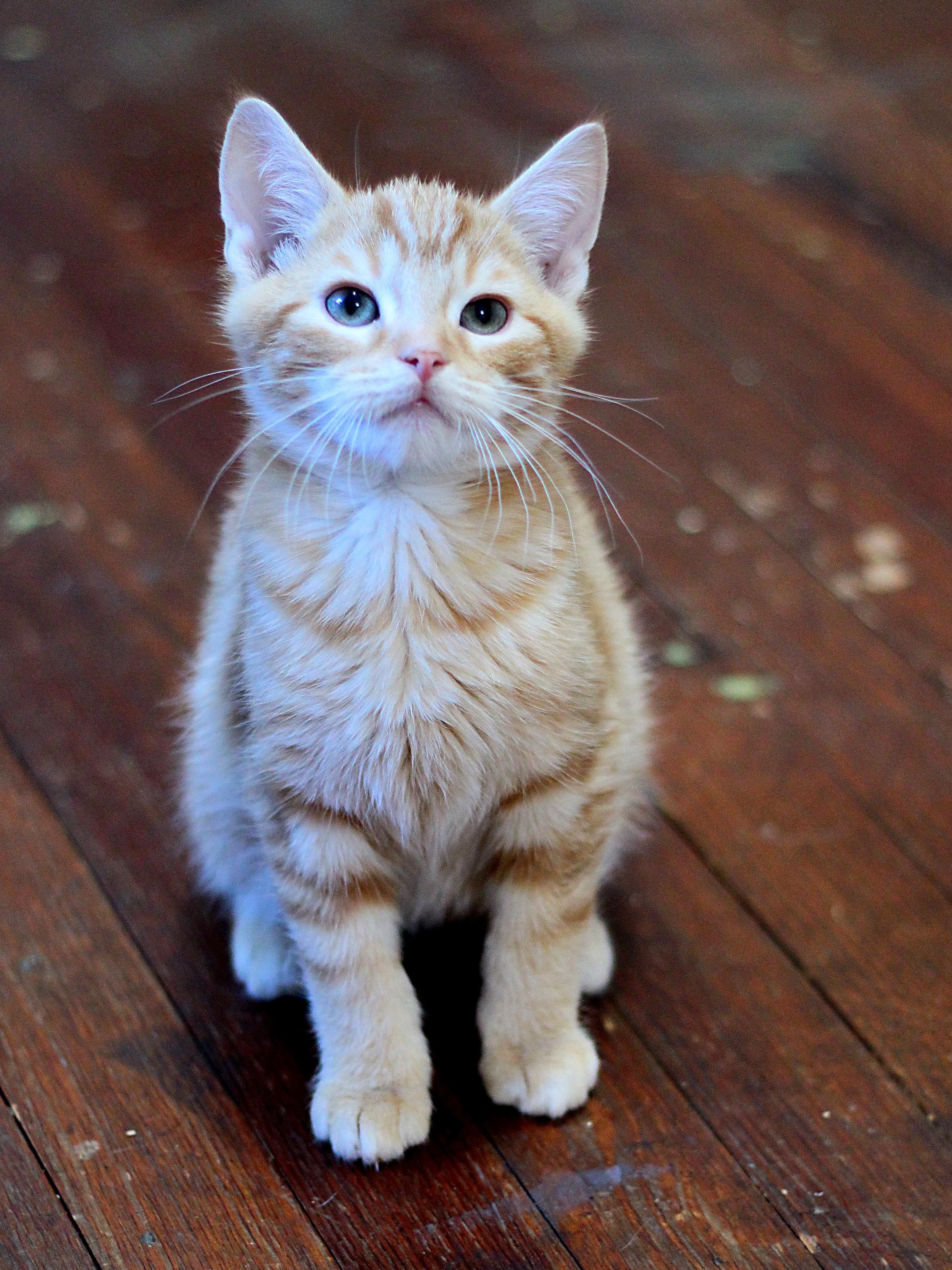 Enlarge Kobe, a ADOPTABLE Domestic Short Hair in Greensburg, PA image 2/2