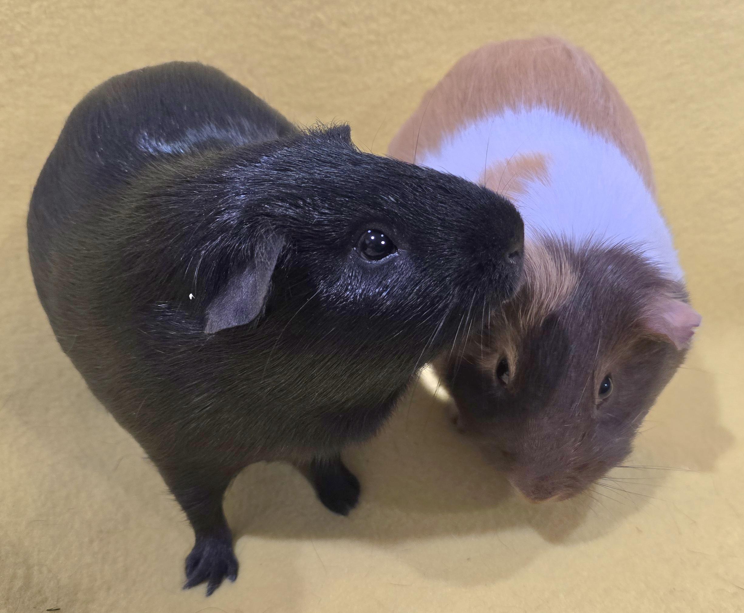 Chip and Dale, Adoptable, Young Male Guinea Pig.