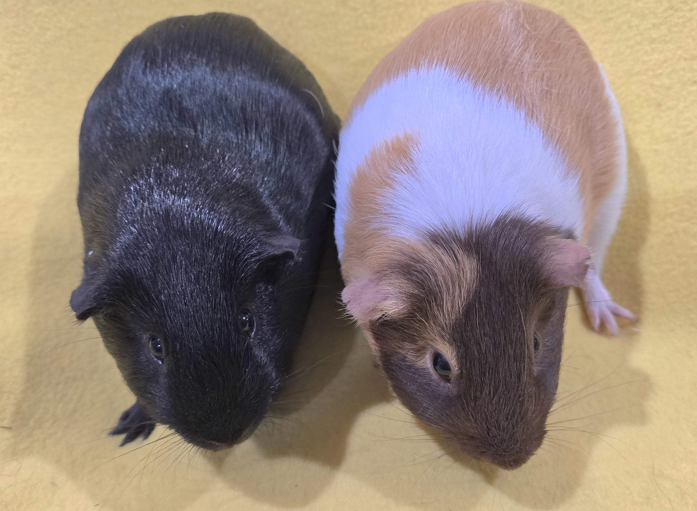 Enlarge Chip and Dale, a Adoptable Guinea Pig in New Kensington, PA image 2/4