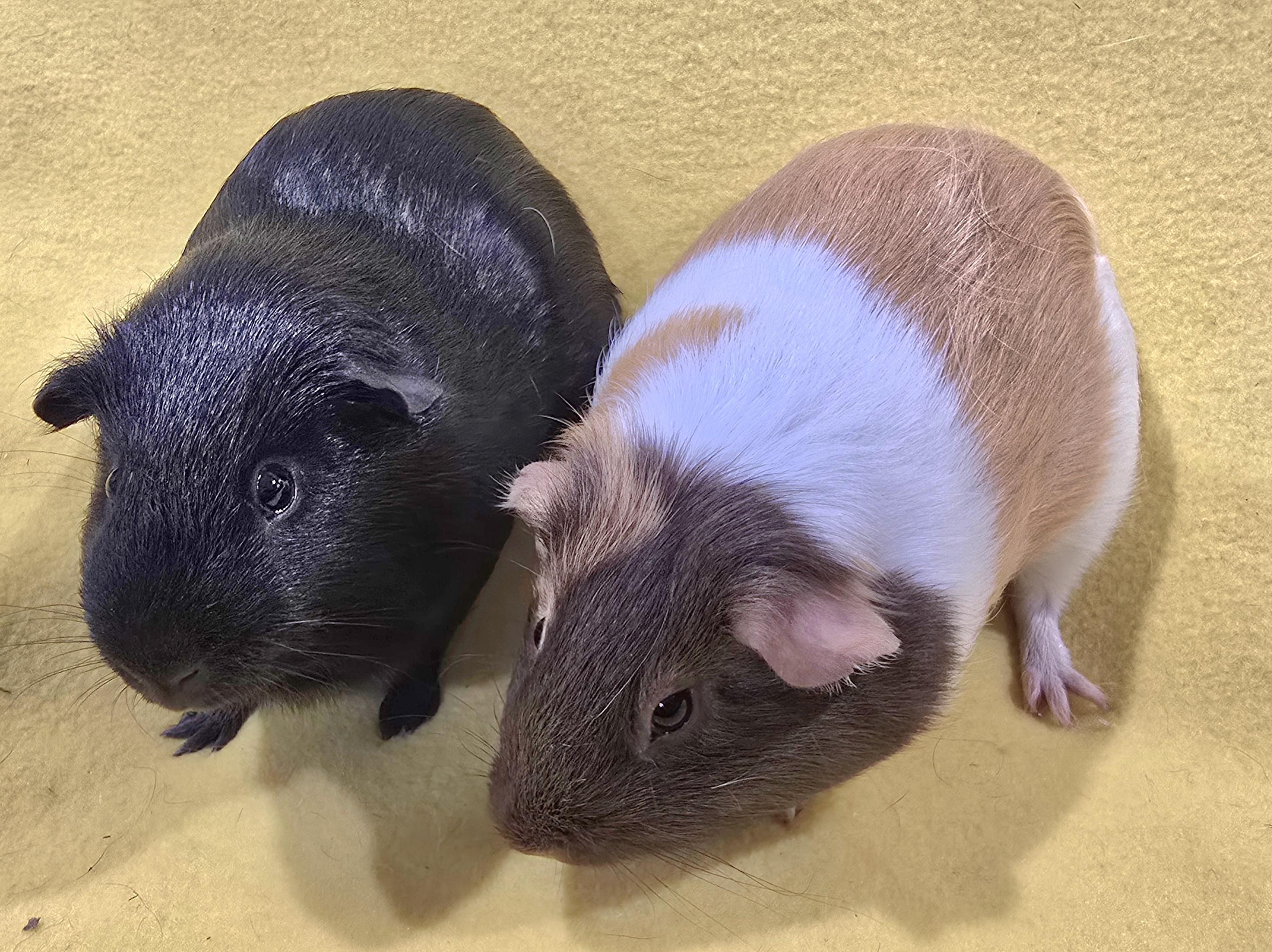 Enlarge Chip and Dale, a Adoptable Guinea Pig in New Kensington, PA image 3/4