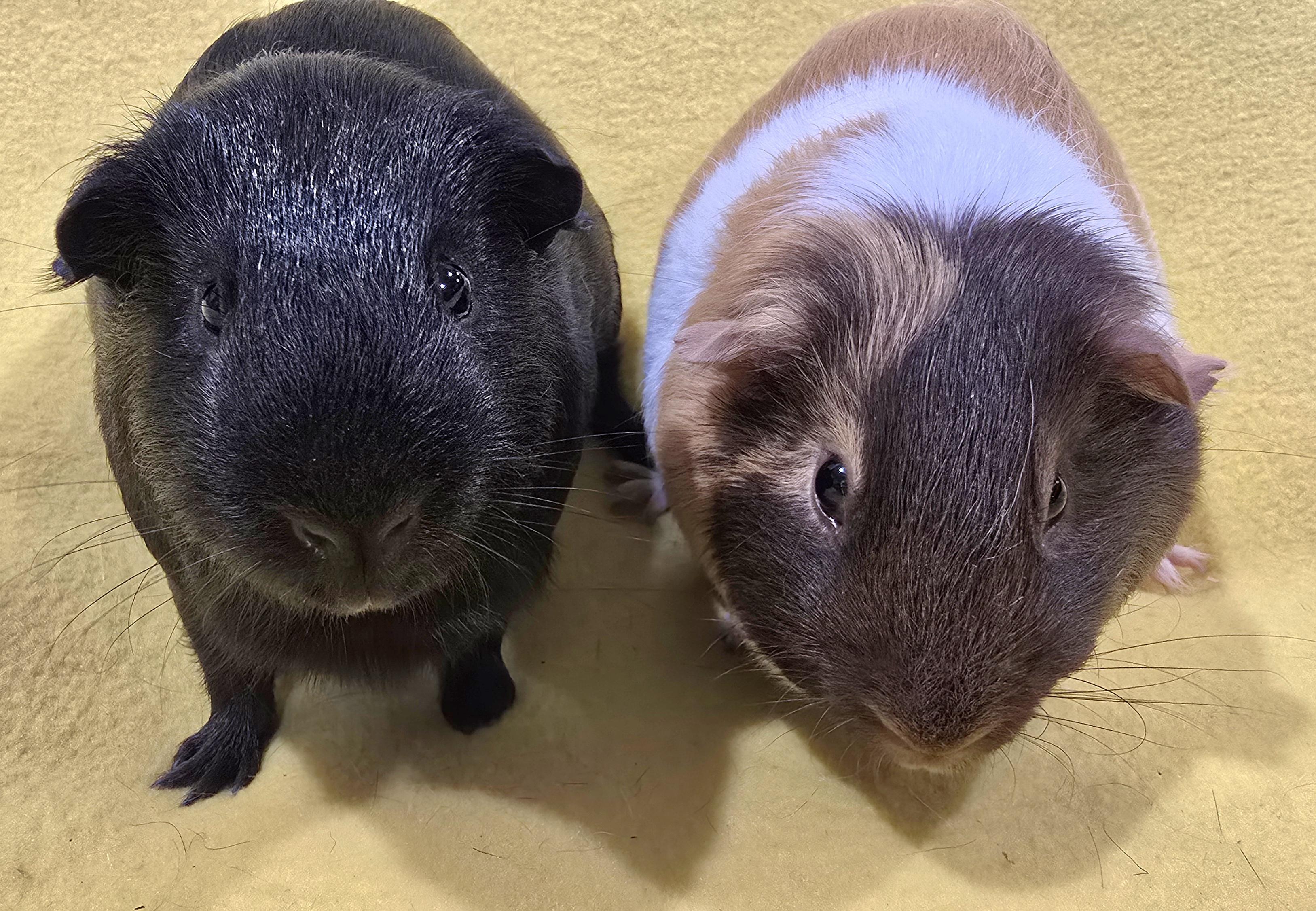 Enlarge Chip and Dale, a Adoptable Guinea Pig in New Kensington, PA image 4/4