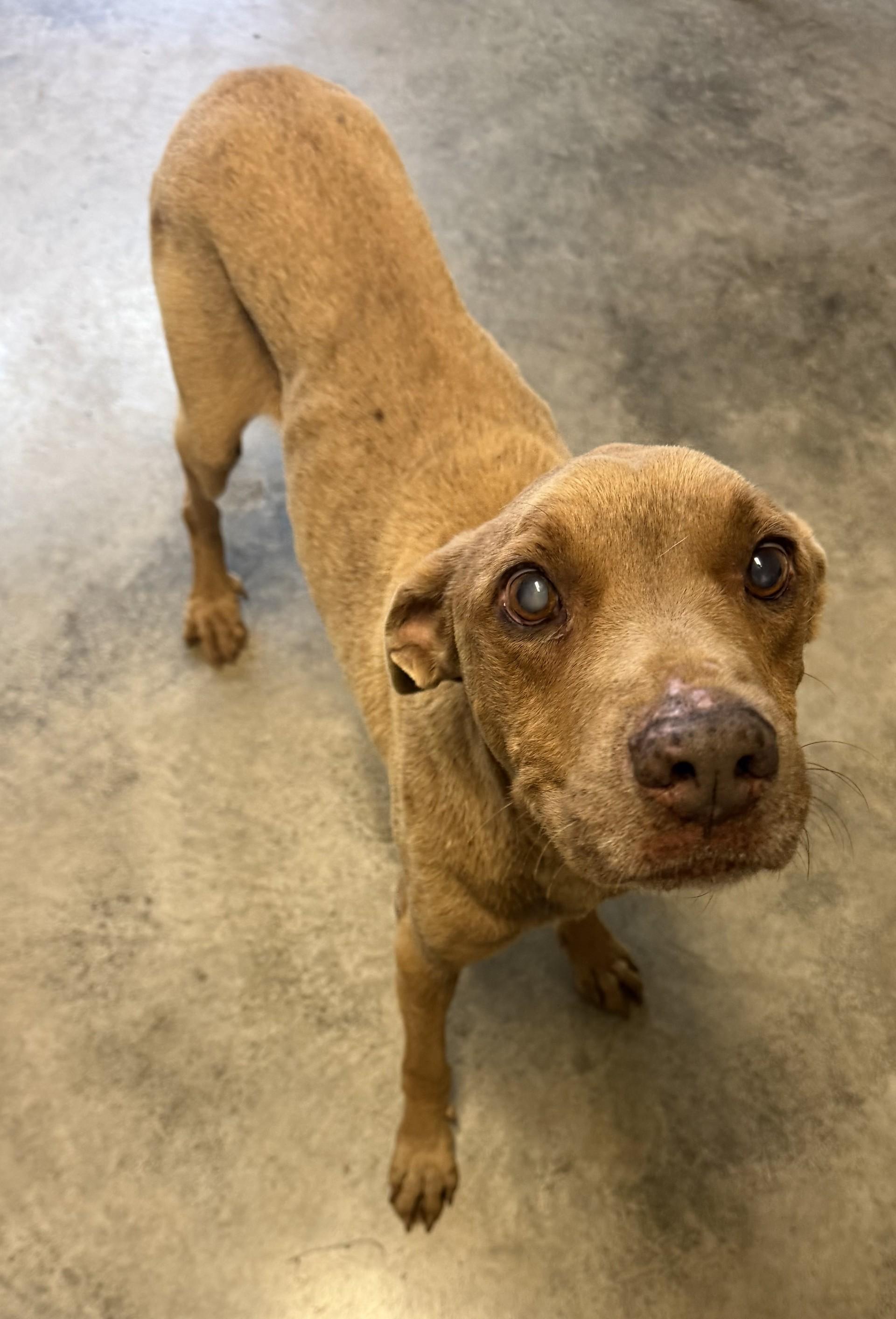 Chase, ADOPTABLE, Senior Male Chocolate Labrador Retriever.