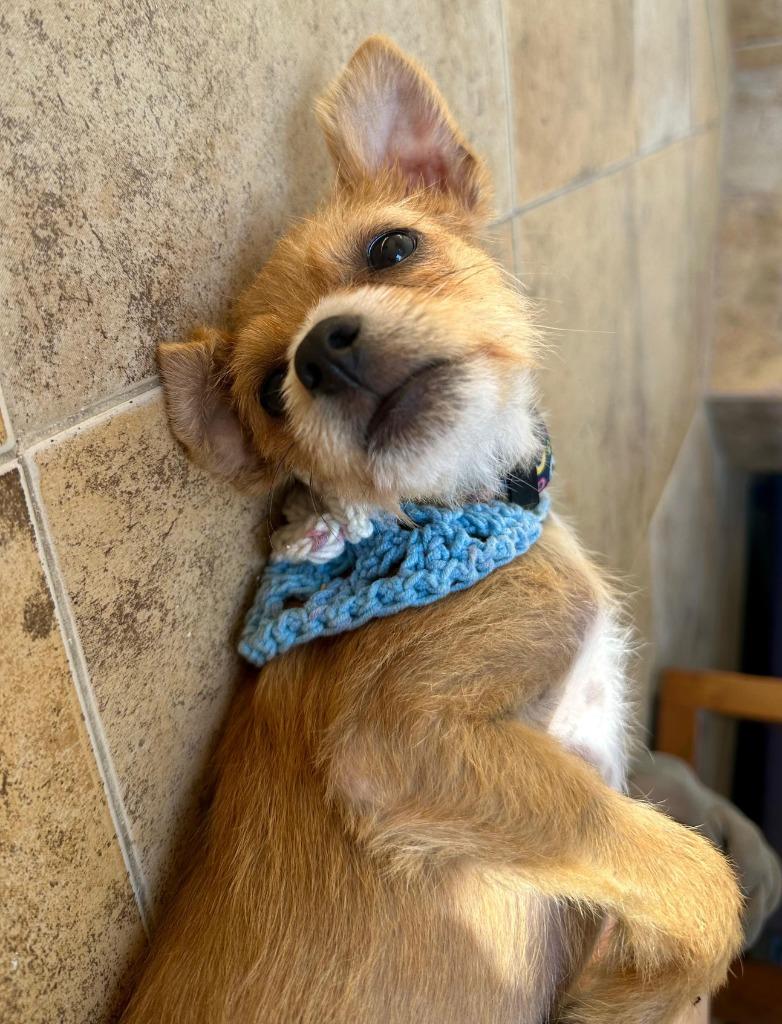 Cempi — thumbnail 4