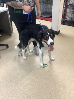 Enlarge Buffalo, a Adoptable mixed breed in Fort Worth, TX image 1/1