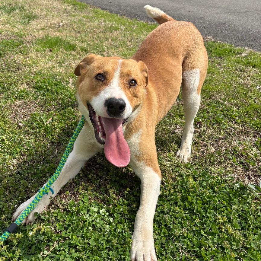 Enlarge Lancelot, a Adoptable Mixed Breed in Roxboro, NC image 1/6