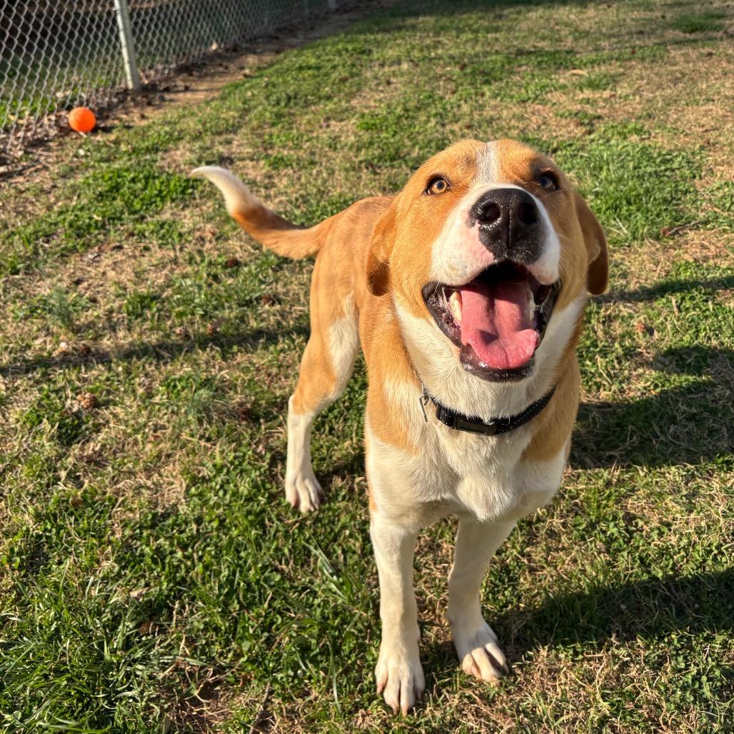 Enlarge Lancelot, a Adoptable Mixed Breed in Roxboro, NC image 2/6