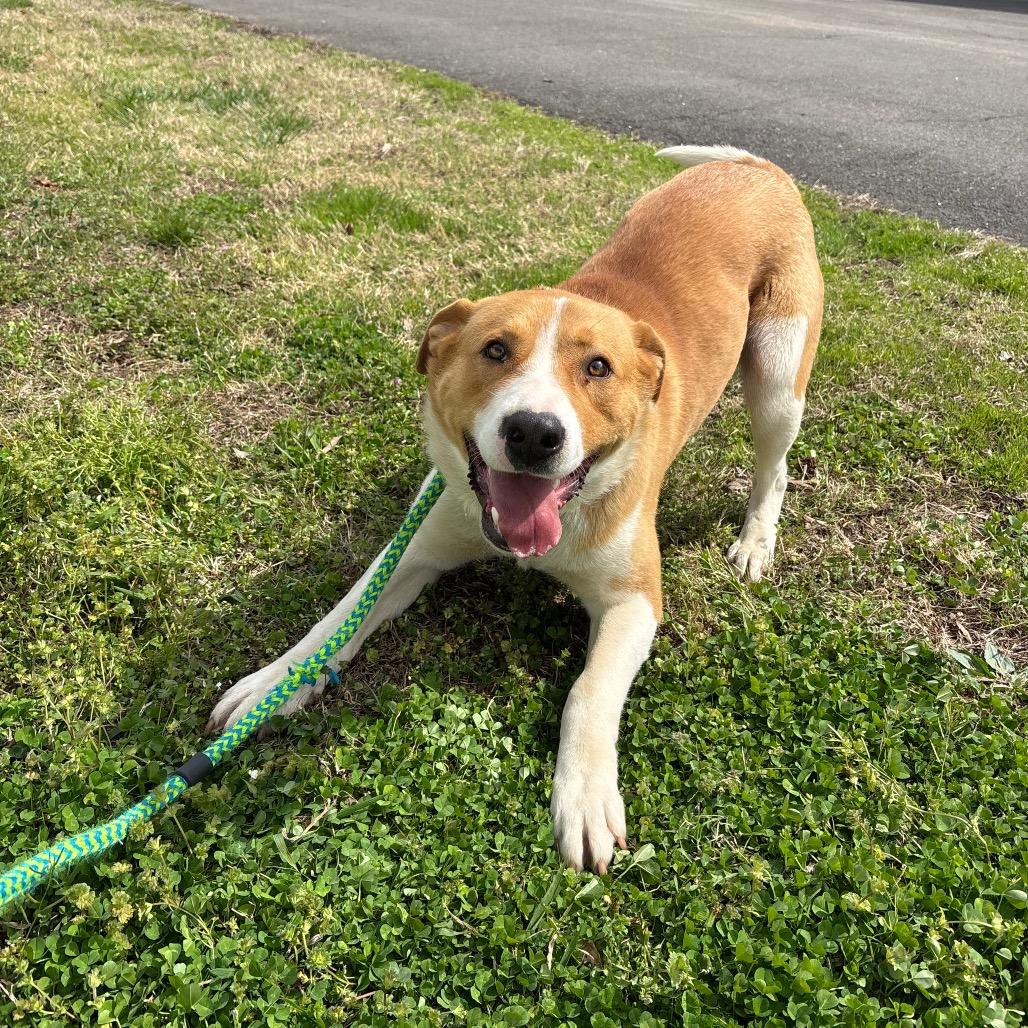 Enlarge Lancelot, a Adoptable Mixed Breed in Roxboro, NC image 3/6
