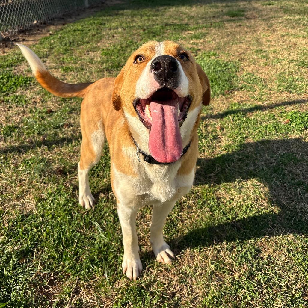 Enlarge Lancelot, a Adoptable Mixed Breed in Roxboro, NC image 4/6