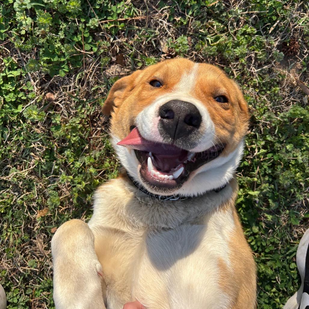 Enlarge Lancelot, a Adoptable Mixed Breed in Roxboro, NC image 5/6
