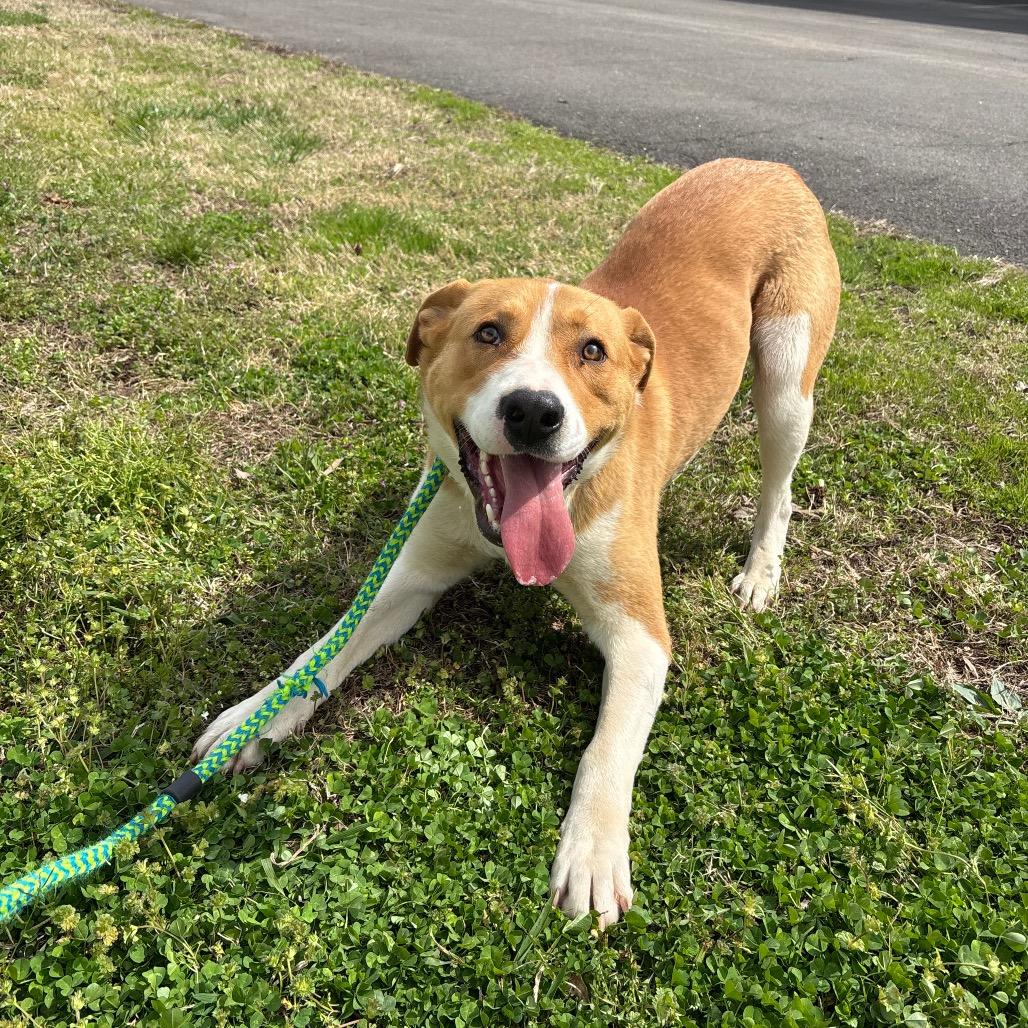 Enlarge Lancelot, a Adoptable Mixed Breed in Roxboro, NC image 6/6