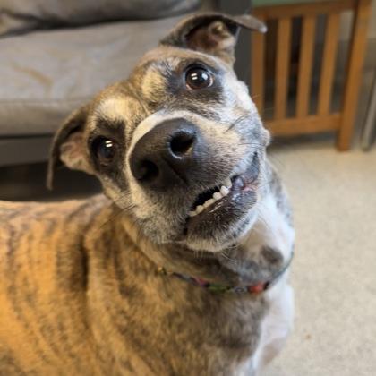 Enlarge Nutmeg, a ADOPTABLE Mixed Breed in Lansing, MI image 1/3