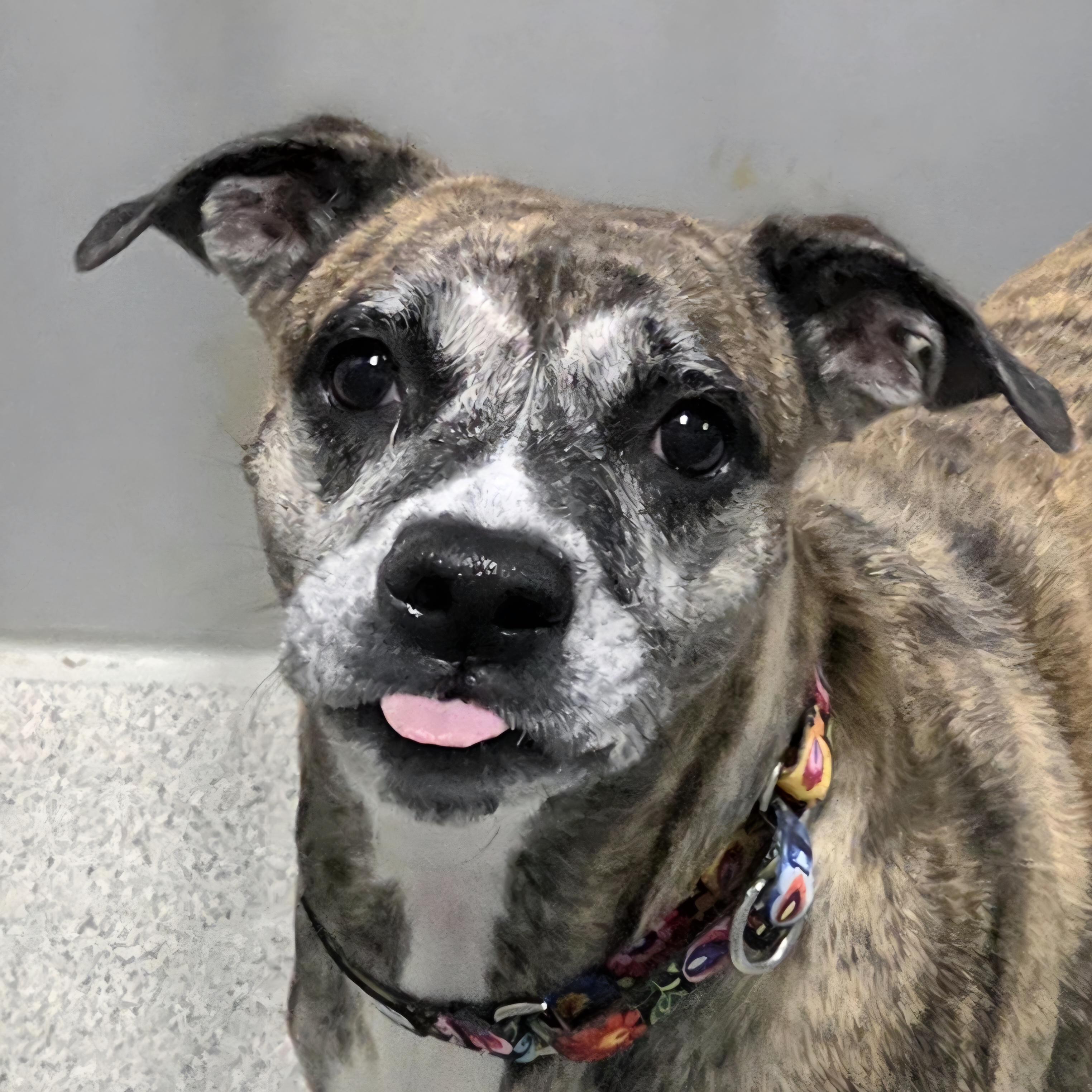 Enlarge Nutmeg, a ADOPTABLE Mixed Breed in Lansing, MI image 2/3