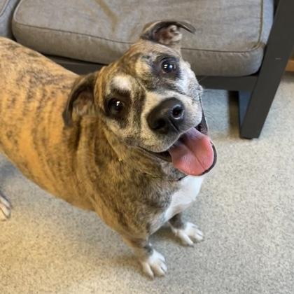 Enlarge Nutmeg, a ADOPTABLE Mixed Breed in Lansing, MI image 3/3