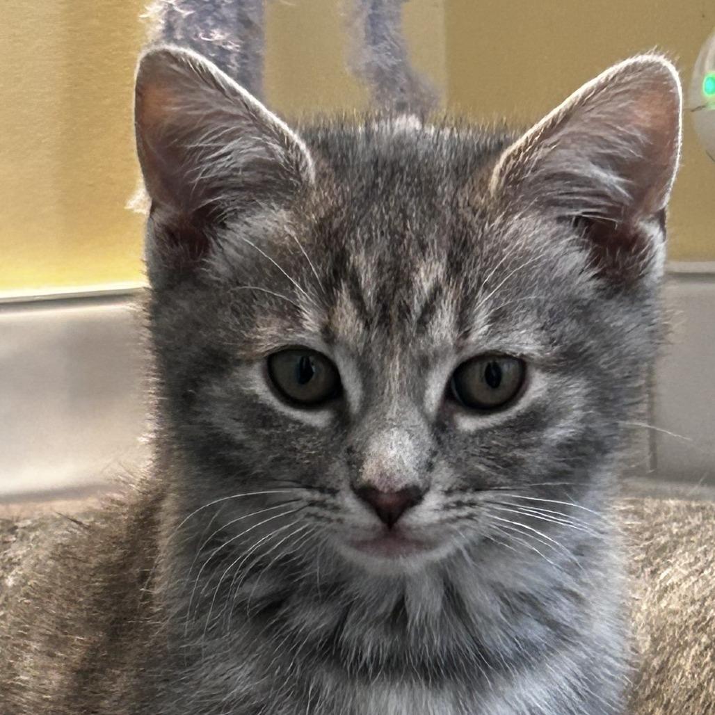 Enlarge Ruby, a Adoptable Domestic Short Hair in Charlottesville, VA image 1/1