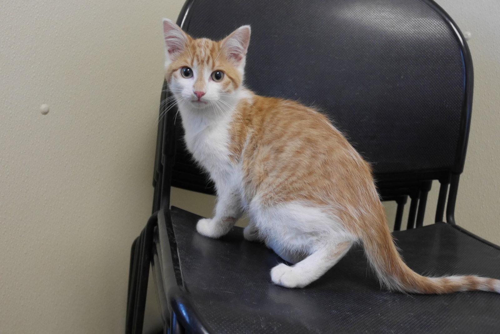 HERMIE, Adopted, Kitten Male Domestic Short Hair.