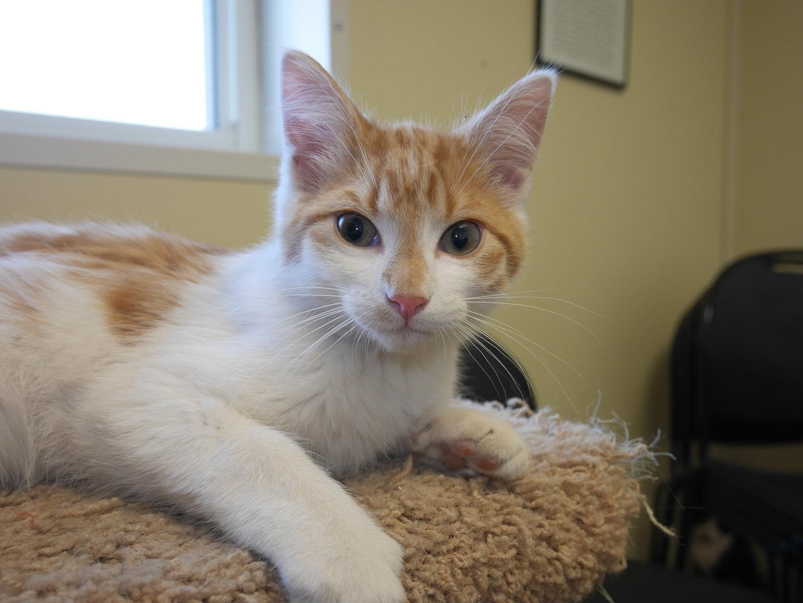 Enlarge HERMIE, a Adopted Domestic Short Hair in Austin, MN image 2/3