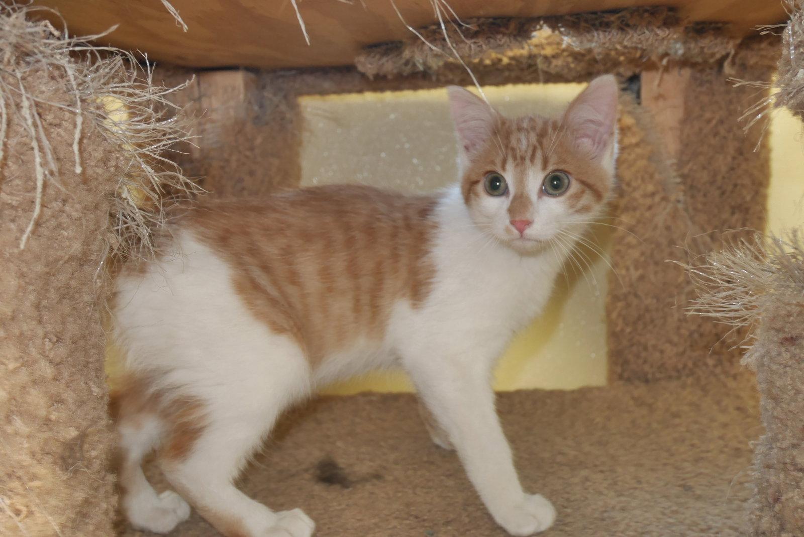 Enlarge HERMIE, a Adopted Domestic Short Hair in Austin, MN image 3/3