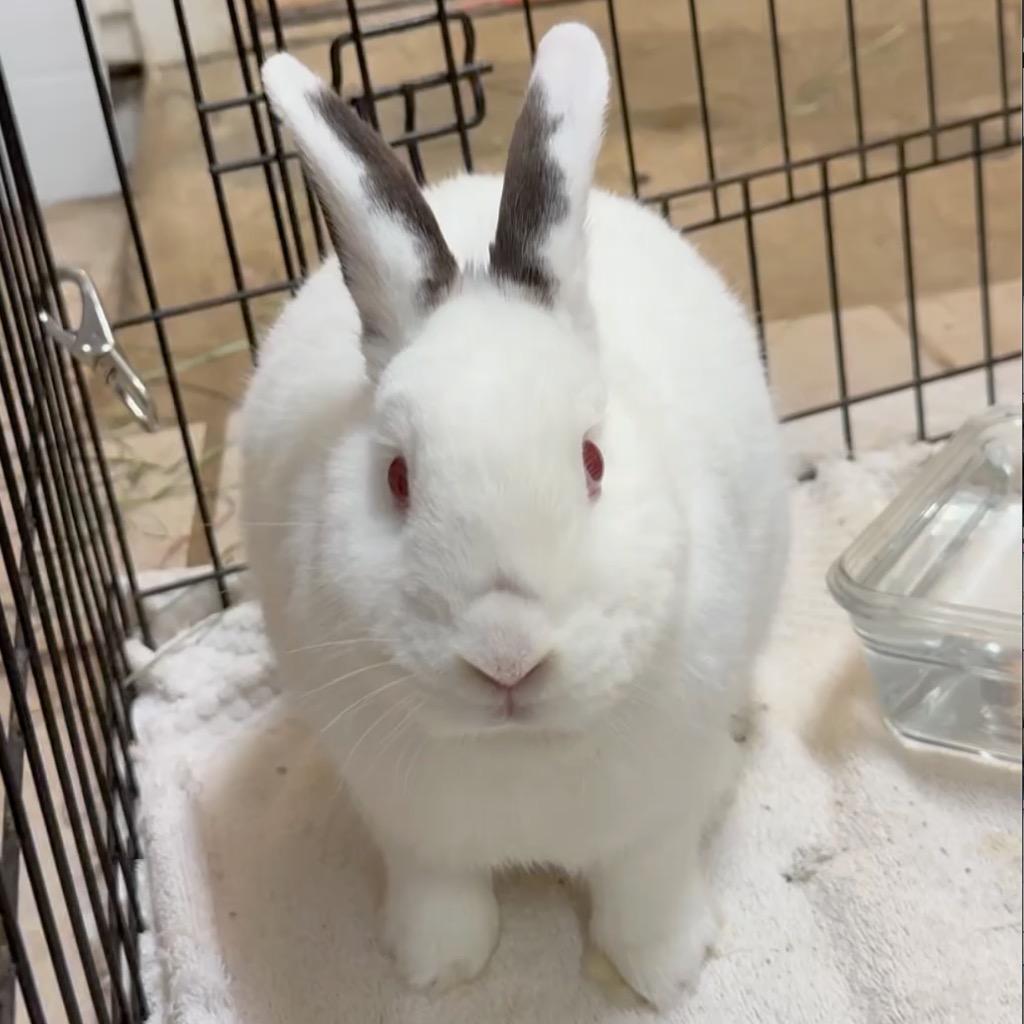 Enlarge Cotton Candy, a Adoptable Californian in San Francisco, CA image 1/5