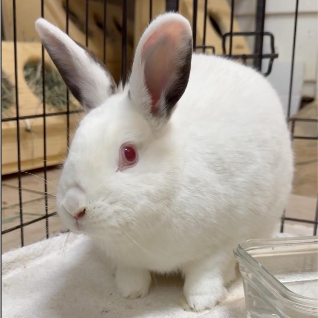 Enlarge Cotton Candy, a Adoptable Californian in San Francisco, CA image 2/2