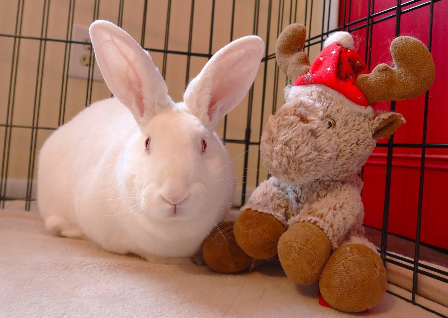 Rosemary, a Adoptable New Zealand in Cleveland, OH image 4/5