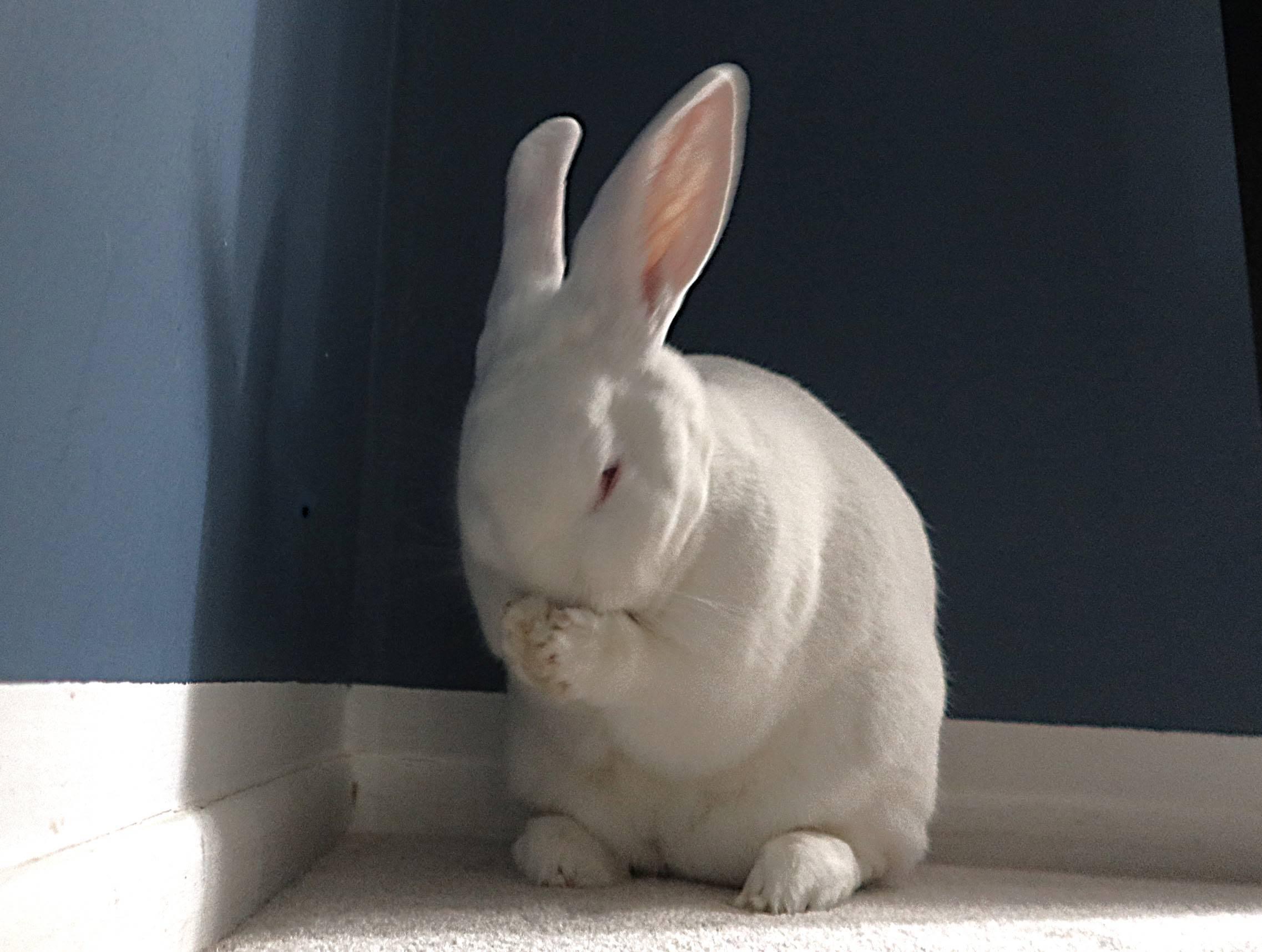 Rosemary, a Adoptable New Zealand in Cleveland, OH image 5/5