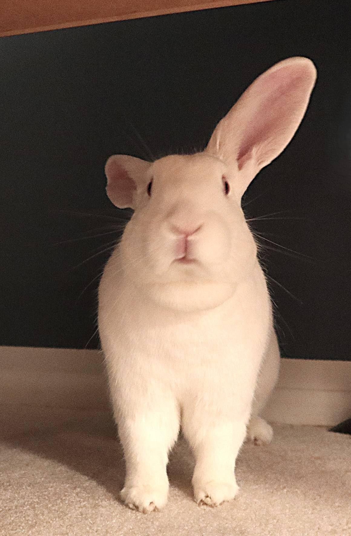 Rosemary, a Adoptable New Zealand in Cleveland, OH image 2/5