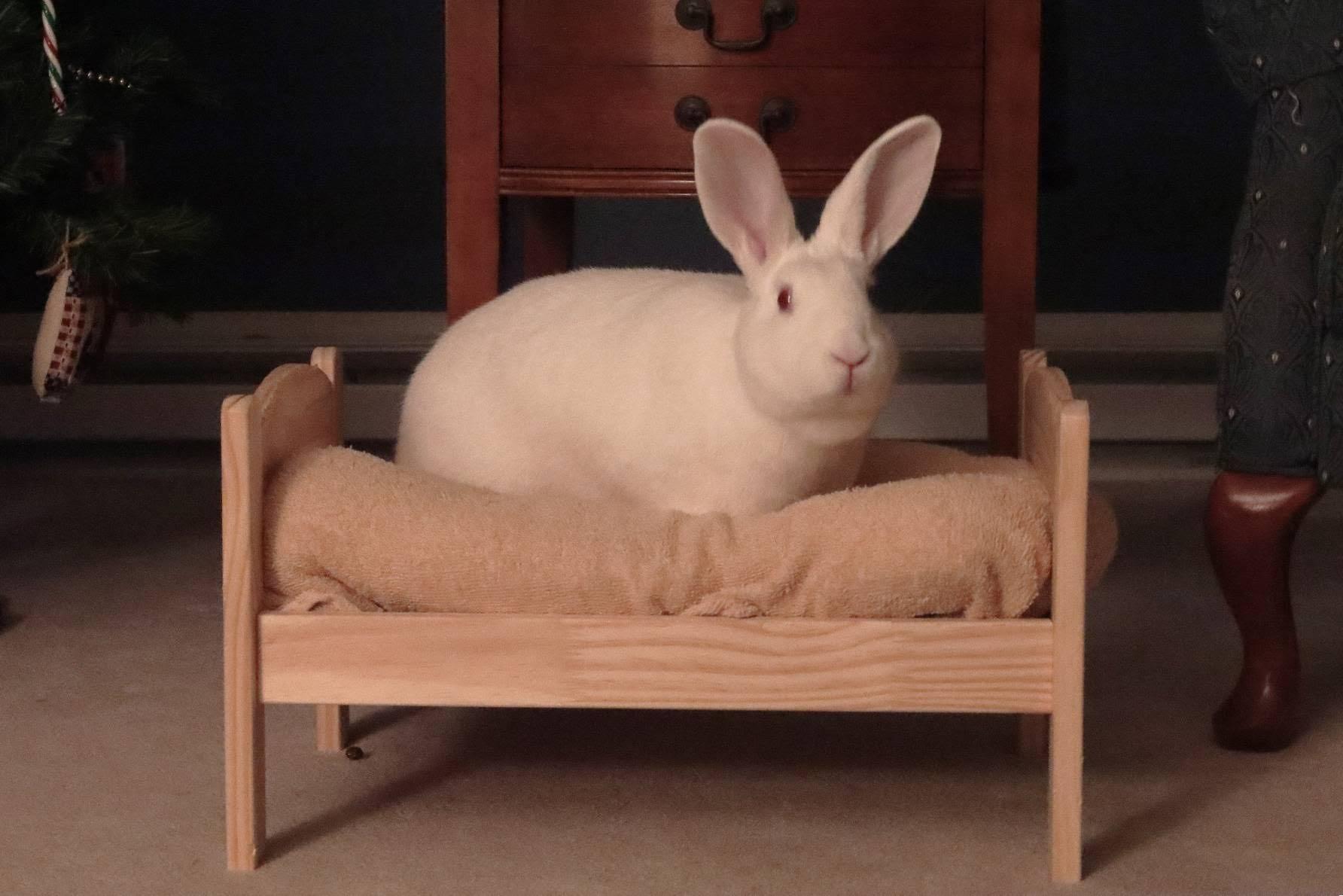 Rosemary, a Adoptable New Zealand in Cleveland, OH image 1/5