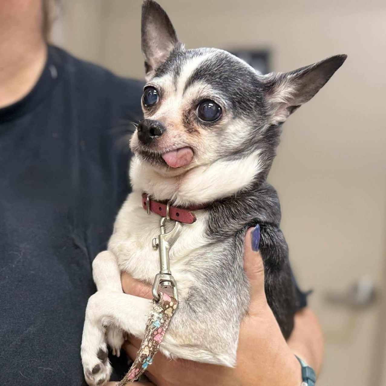 Pepette $99 ADOPTION FEE, Adoptable, Senior Female Chihuahua.