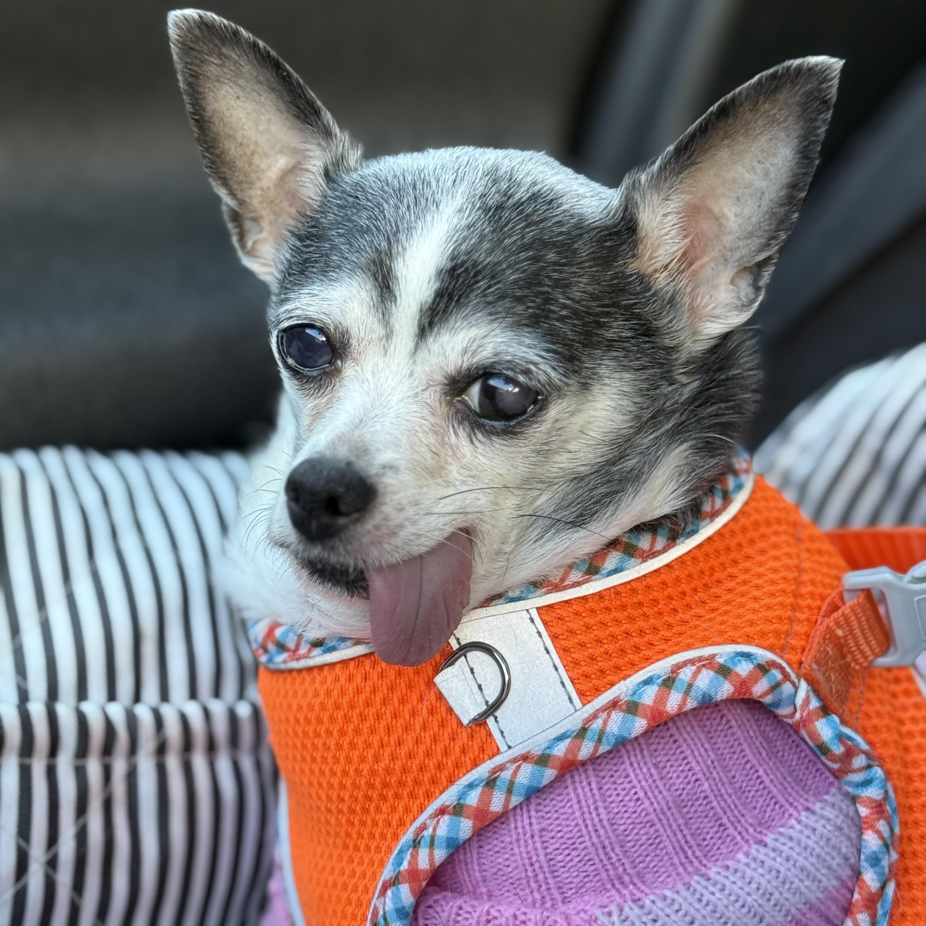 Pepette $99 ADOPTION FEE, a Adoptable Chihuahua in Scarborough, ON image 2/6