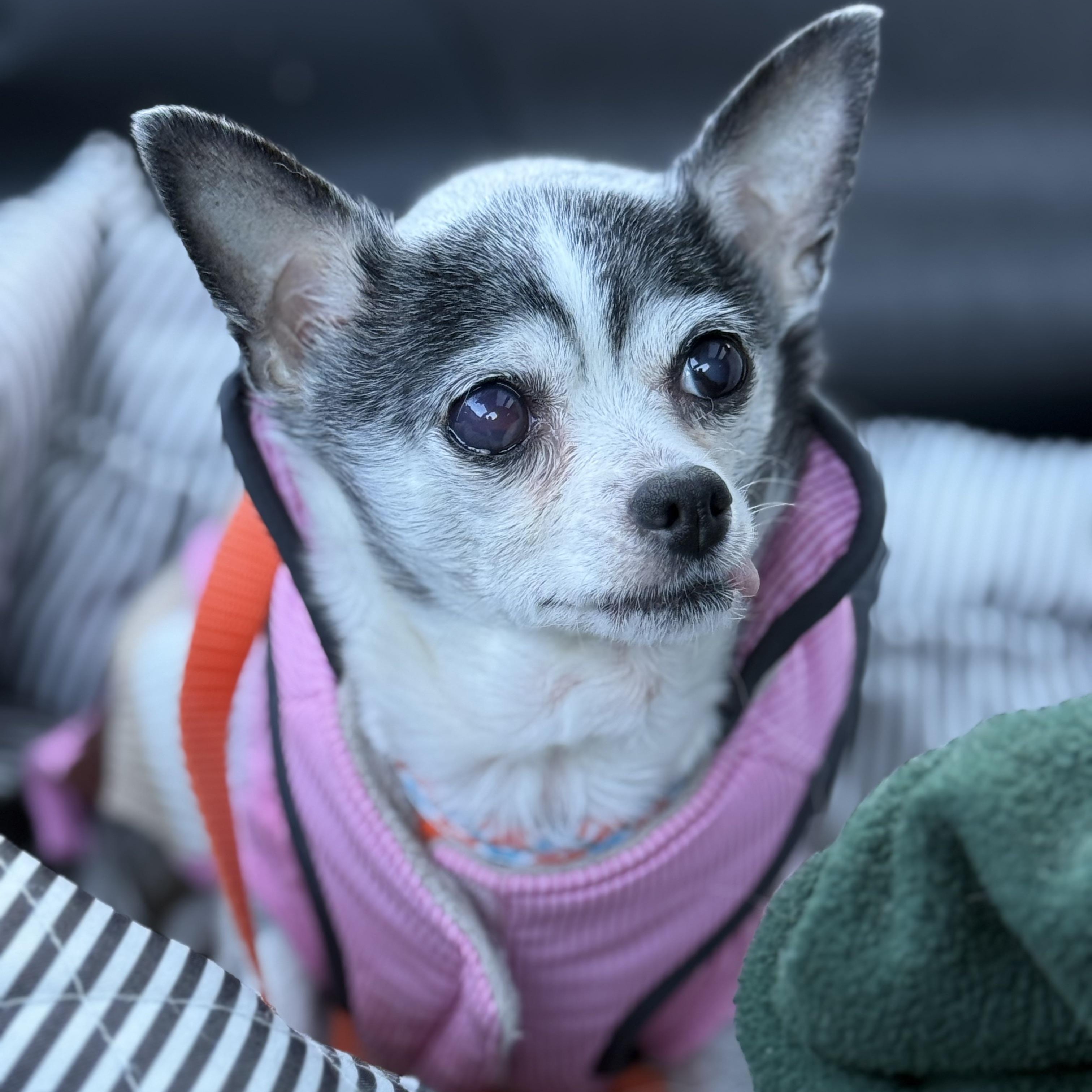 Pepette $99 ADOPTION FEE, Adoptable, Senior Female Chihuahua.