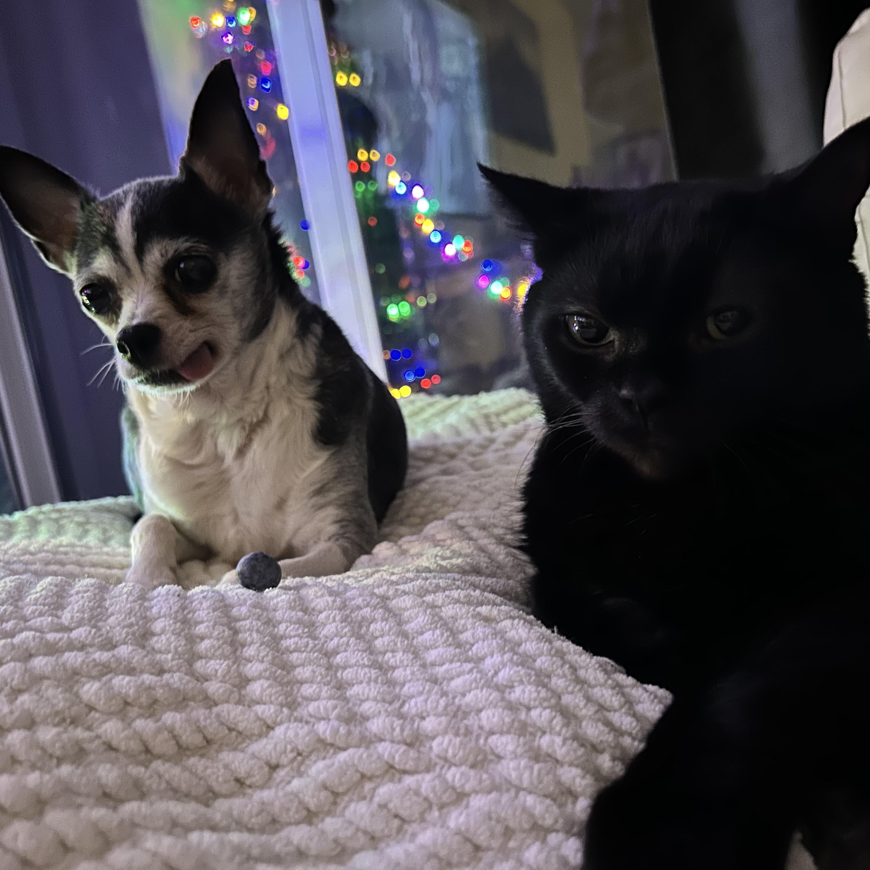 Pepette $99 ADOPTION FEE, a Adoptable Chihuahua in Scarborough, ON image 2/6