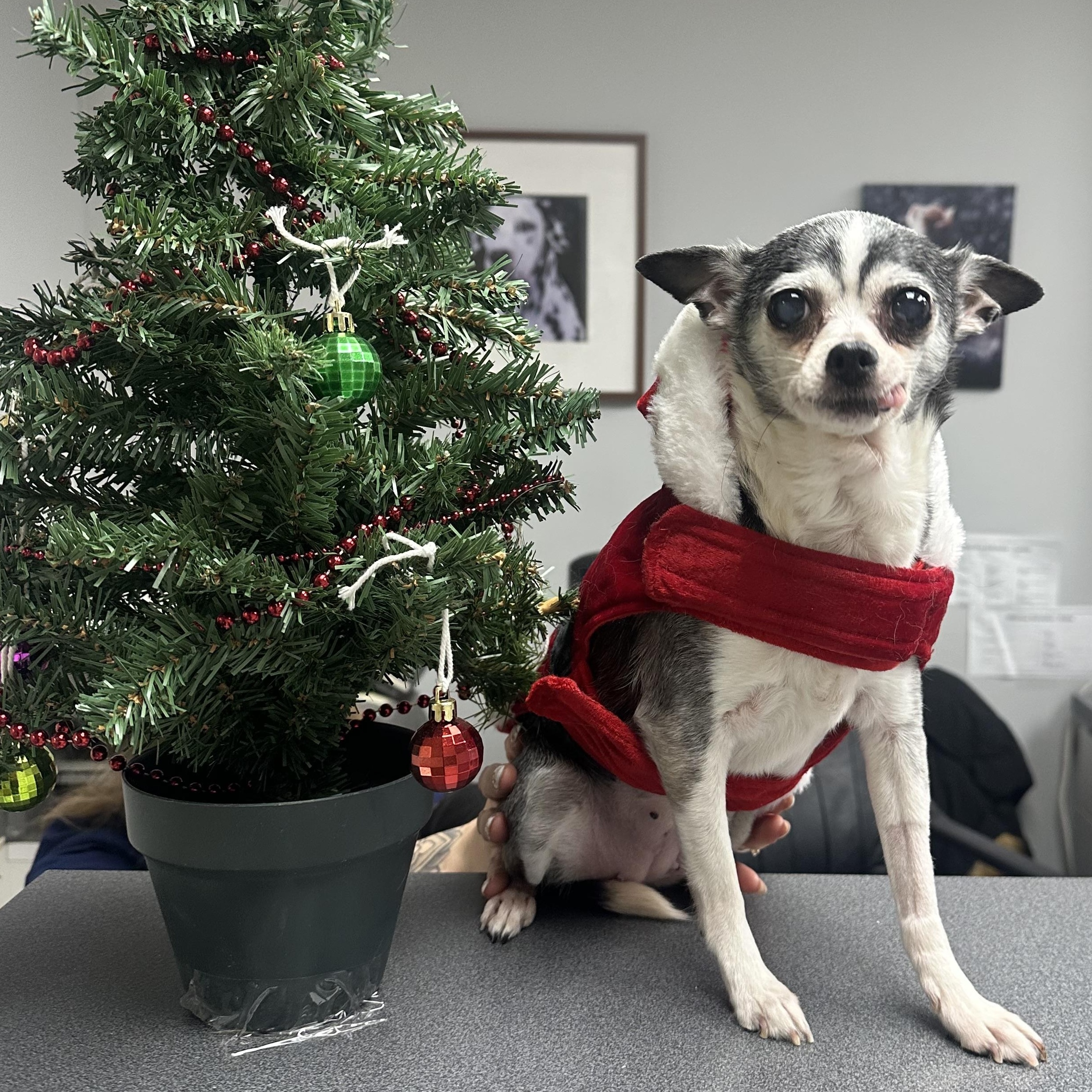 Pepette $99 ADOPTION FEE, a Adoptable Chihuahua in Scarborough, ON image 3/6