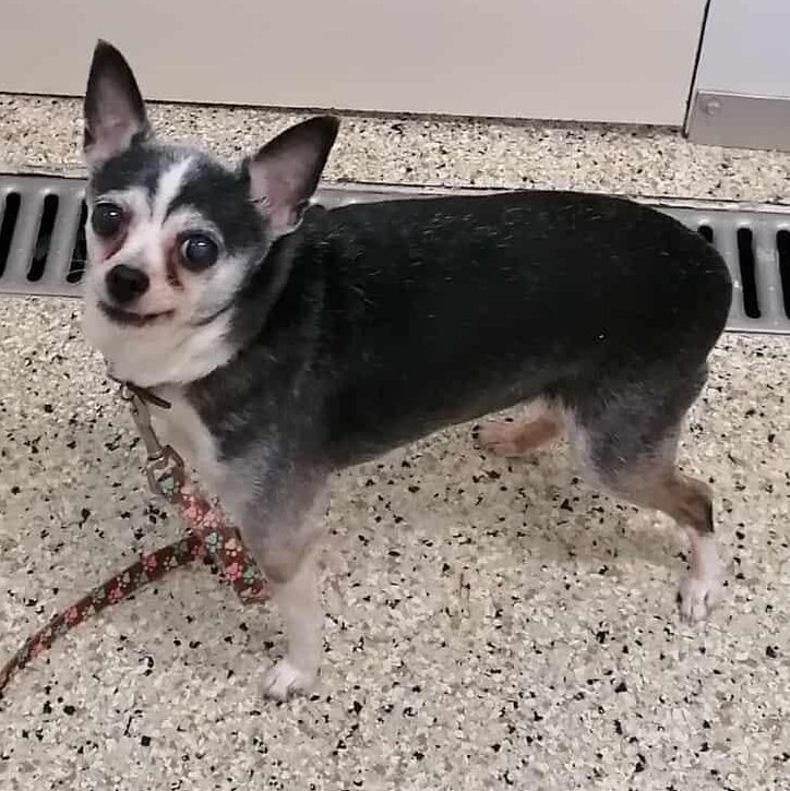 Pepette $99 ADOPTION FEE, a Adoptable Chihuahua in Scarborough, ON image 4/6