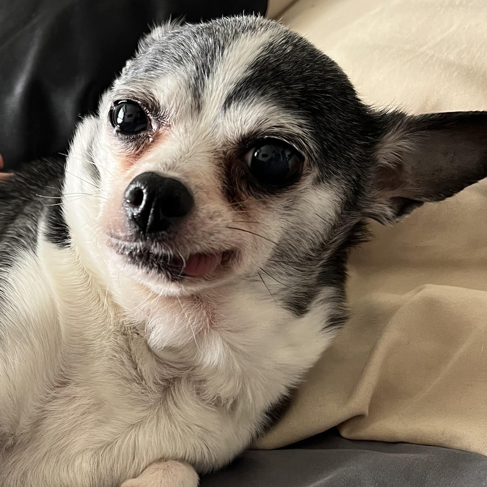 Pepette $99 ADOPTION FEE, a Adoptable Chihuahua in Scarborough, ON image 5/6