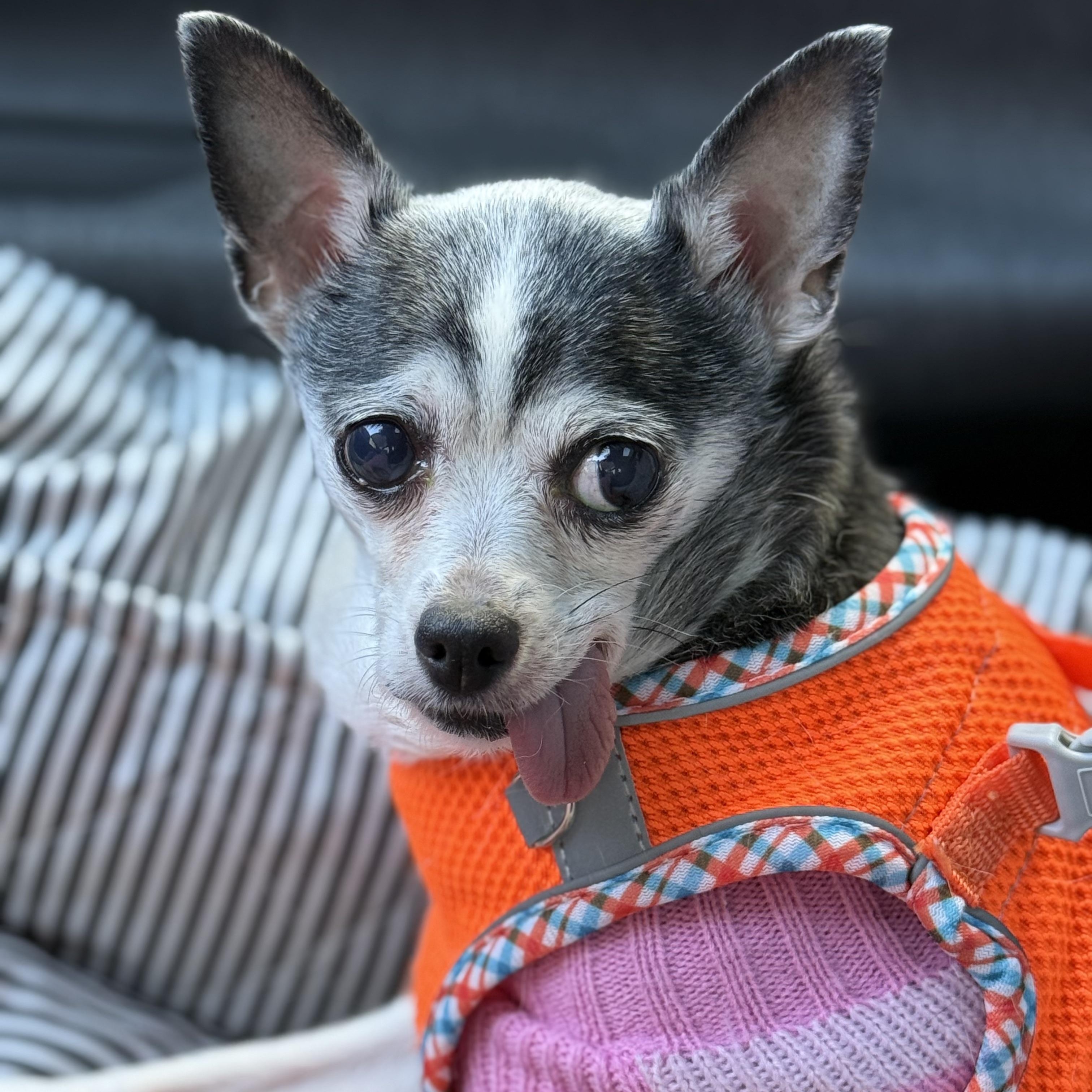 Pepette $99 ADOPTION FEE, a Adoptable Chihuahua in Scarborough, ON image 5/6